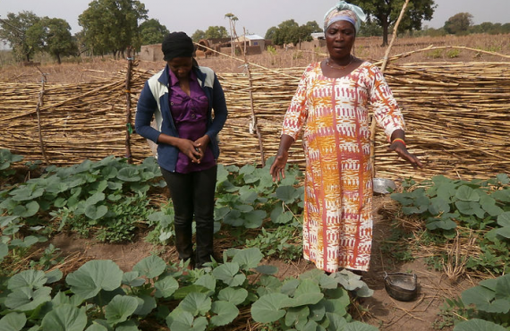 Better Nutrition with Dry Season Garden